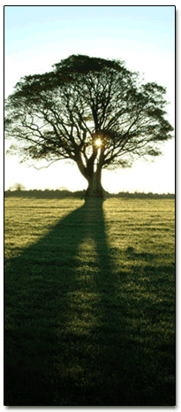 cool_tree